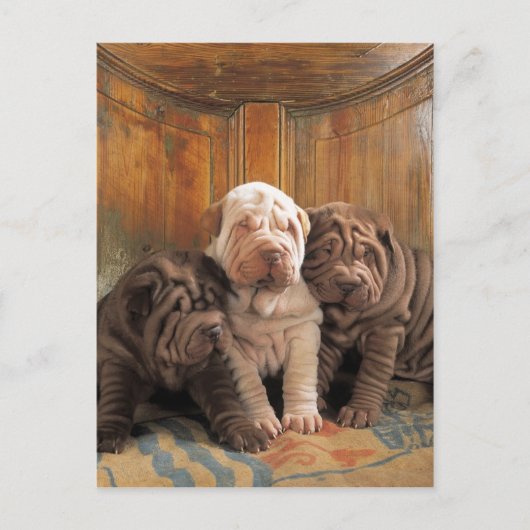 Cute Shar pei dreamers Briefkaart (Voorkant)