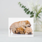 Cute Shar Pei Puppies Briefkaart (Staand voorkant)