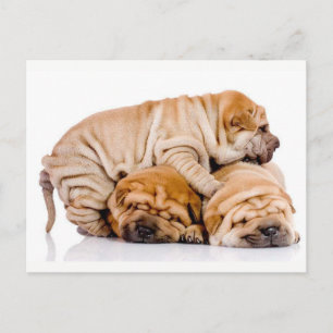Cute Shar Pei Puppies Briefkaart