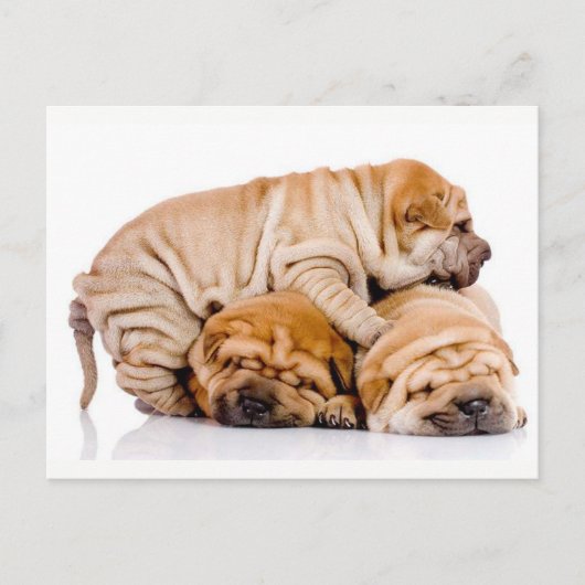 Cute Shar Pei Puppies Briefkaart (Voorkant)