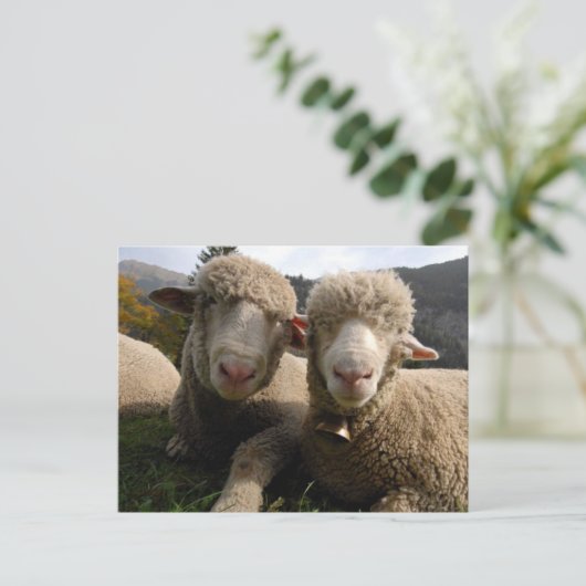 Cute Sheep Briefkaart (Staand voorkant)