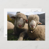 Cute Sheep Briefkaart (Voorkant / Achterkant)