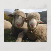 Cute Sheep Briefkaart (Voorkant)
