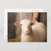 Cute Sheep Briefkaart (Voorkant / Achterkant)
