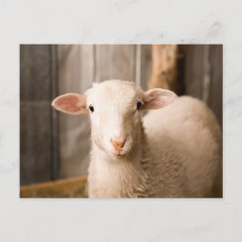 Cute Sheep Briefkaart
