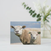 Cute Sheep Briefkaart (Staand voorkant)