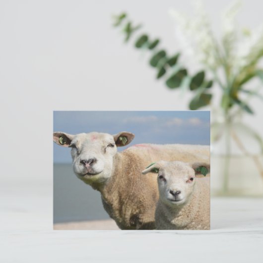 Cute Sheep Briefkaart (Staand voorkant)