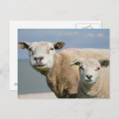 Cute Sheep Briefkaart (Voorkant / Achterkant)