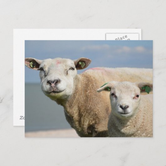 Cute Sheep Briefkaart (Voorkant / Achterkant)