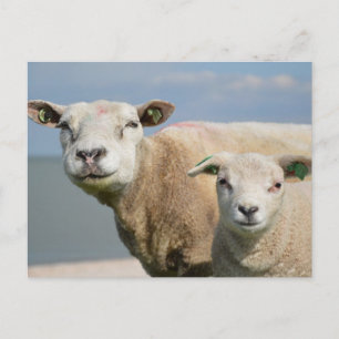 Cute Sheep Briefkaart