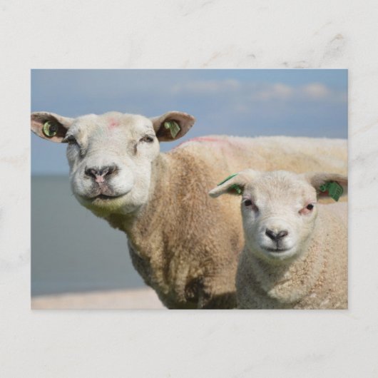 Cute Sheep Briefkaart (Voorkant)