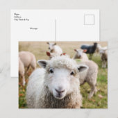 Cute Sheep Custom Briefkaart (Voorkant / Achterkant)