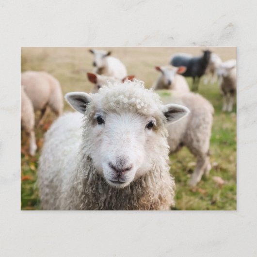 Cute Sheep Custom Briefkaart (Voorkant)