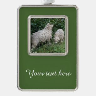 Cute Sheep Eating laat aangepaste versiering over Verzilverd Omlijst Ornament