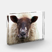 CUTE SHEEP FOTOBLOKKEN (Links)