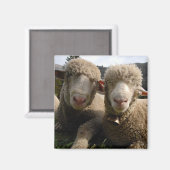 Cute Sheep Magneet (Voorkant / Achterkant)