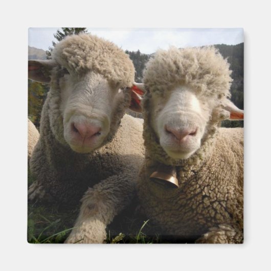 Cute Sheep Magneet (Voorkant)