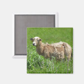 Cute Sheep Photography Magnet (Voorkant / Achterkant)