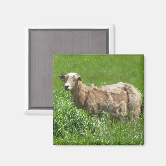 Cute Sheep Photography Magnet (Voorkant / Achterkant)