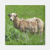 Cute Sheep Photography Magnet (Voorkant)