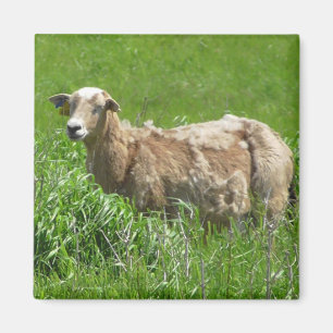 Cute Sheep Photography Magnet