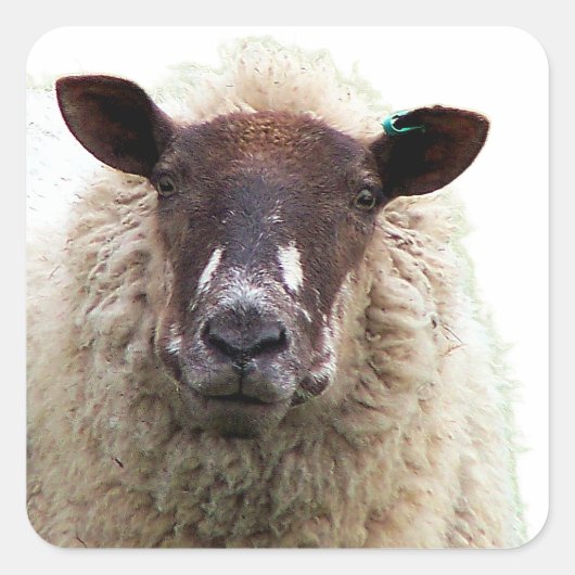 CUTE SHEEP VIERKANTE STICKER (Voorkant)