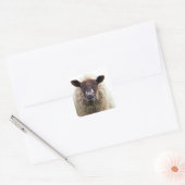 CUTE SHEEP VIERKANTE STICKER (Envelop)