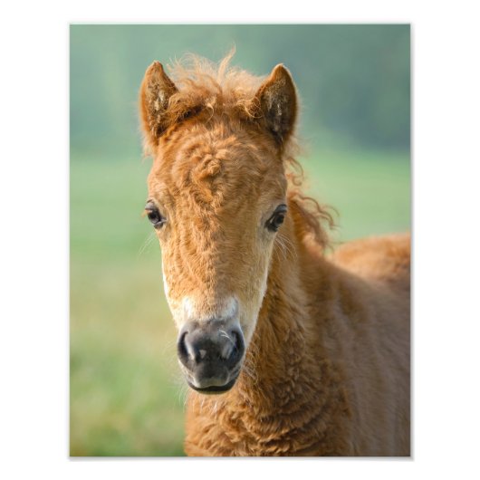 Cute Shetland Pony Foal Horse Head Frontal - Foto Afdruk (Voorkant)