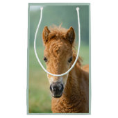Cute Shetland Pony Foal Horse Head Frontale Foto - Klein Cadeauzakje (Voorkant)