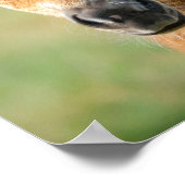 Cute Shetland Pony Foal Horse Head Frontale Foto - Poster (Hoek)