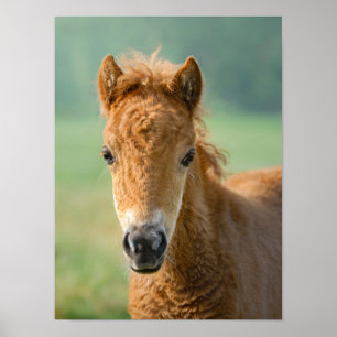 Cute Shetland Pony Foal Horse Head Frontale Foto - Poster