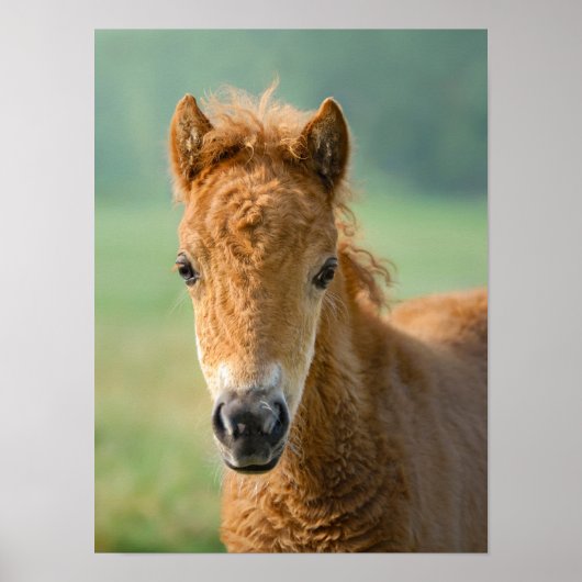 Cute Shetland Pony Foal Horse Head Frontale Foto - Poster (Voorkant)