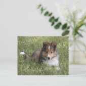 Cute Shetland Sheepdog puppy in gras Briefkaart (Staand voorkant)