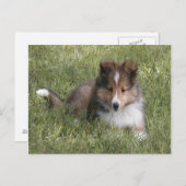 Cute Shetland Sheepdog puppy in gras Briefkaart (Voorkant / Achterkant)