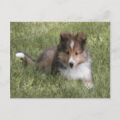 Cute Shetland Sheepdog puppy in gras Briefkaart (Voorkant)