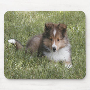 Cute Shetland Sheepdog puppy in gras Muismat