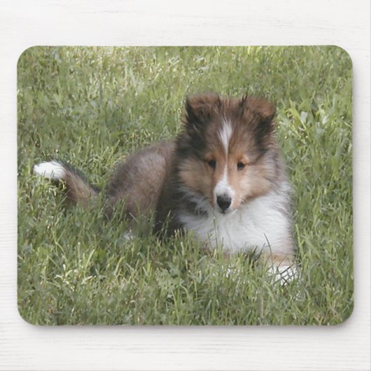 Cute Shetland Sheepdog puppy in gras Muismat (Voorkant)