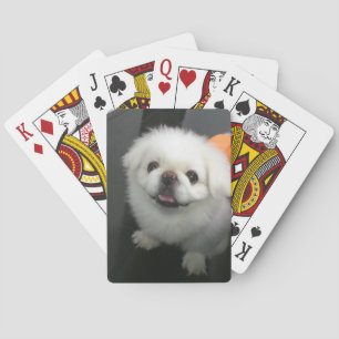 Cute shih tzu die naar de camera kijkt pokerkaarten