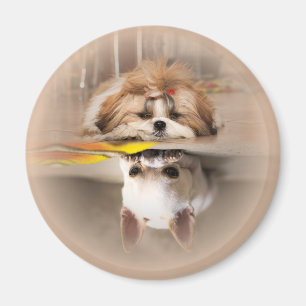 Cute shih tzu en chihuahua magneet