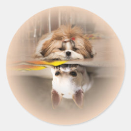 Cute shih tzu en chihuahua ronde sticker