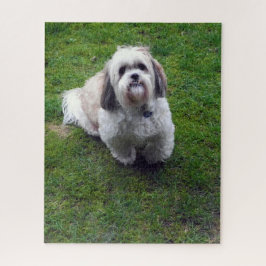 Cute Shih Tzu Fluffy Dog Afbeelding Foto Legpuzzel