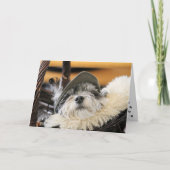 Cute Shih Tzu-hondenkaart Kaart (Voorkant)