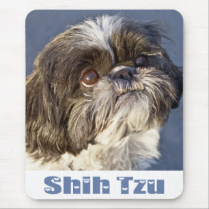 Cute Shih Tzu Lover Puppy Dog Mam Shihtzu Muismat