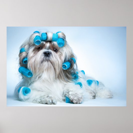 Cute Shih Tzu Poster (Voorkant)