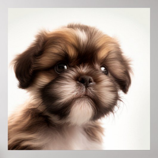 Cute Shih Tzu Puppy Dog Portrait Poster (Voorkant)