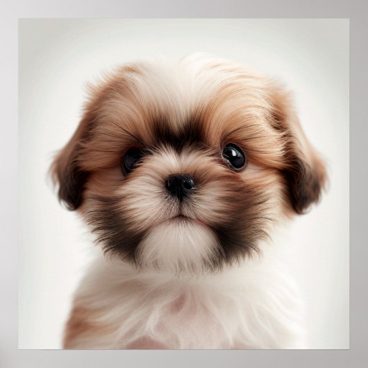 Cute Shih Tzu Puppy Hond Portret Poster (2) (Voorkant)