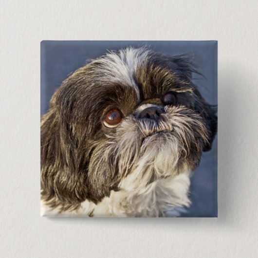 Cute Shih Tzu Puppy Pin Vierkante Button 5,1 Cm (Voorkant)