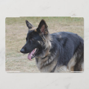 Cute Shiloh Shepherd Kaart
