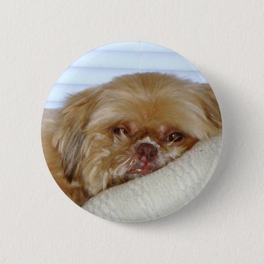 Cute Shitzu Ronde Button 5,7 Cm (Voorkant)