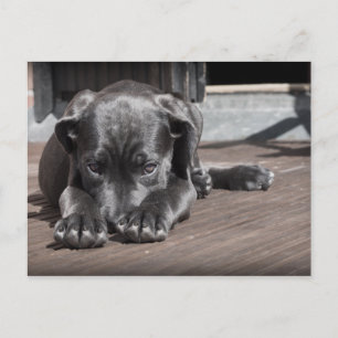 Cute, Shy, Grey, Great Dane Puppy Briefkaart